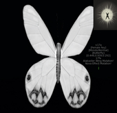 {Papillon} Fe/Mon/Nor/Fey/Butterfly/Alabaster/Nova Cocoon