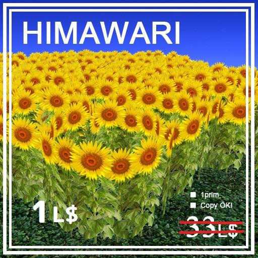 Sunflower field