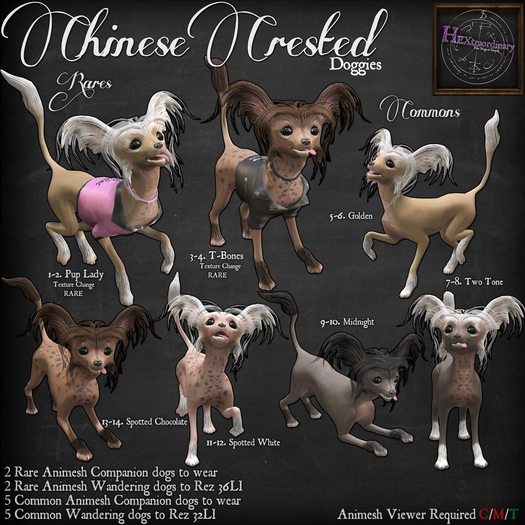 9. *HEXtraordinary* Chinese Crested - Midnight Wanderer