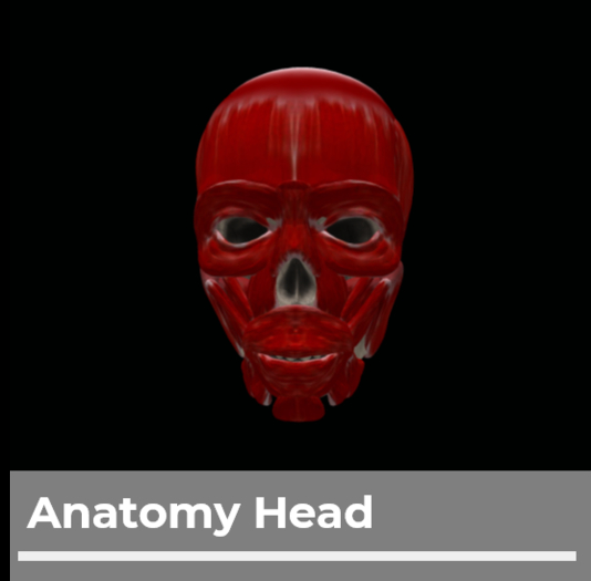 [1L$ Shop] Anatomy Head