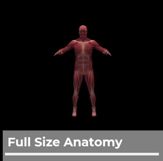 [1L$ Shop] Full Size Anatomy