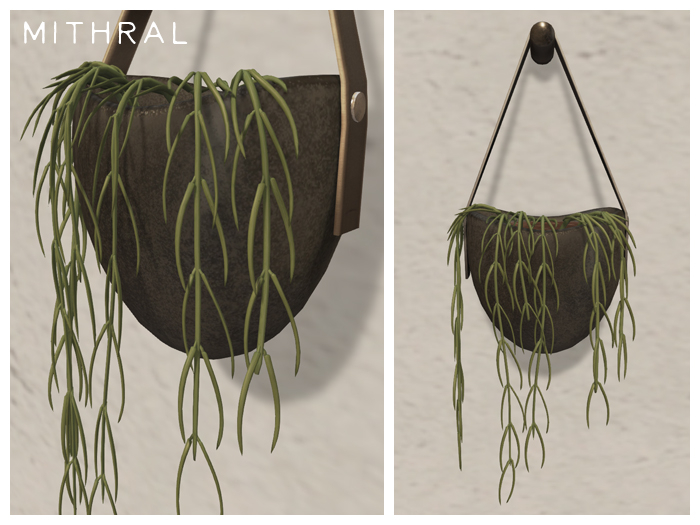 Mithral * Hoya Linearis Fat Pack