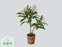 Ariskea [Plumeria] Plumeria Soft Plant