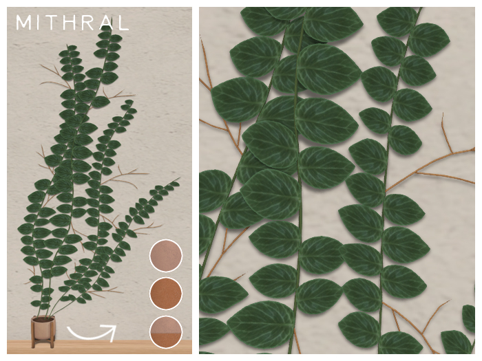 Mithral * Rhaphidophora Cryptantha (Pack B)