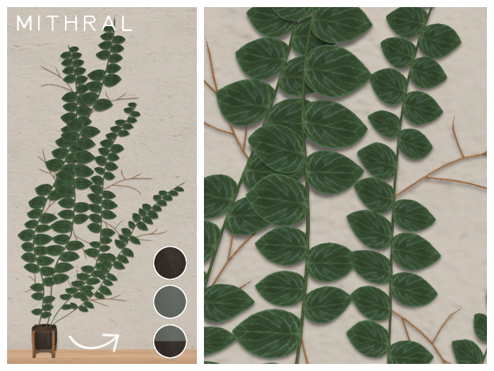 Mithral * Rhaphidophora Cryptantha (Pack C)