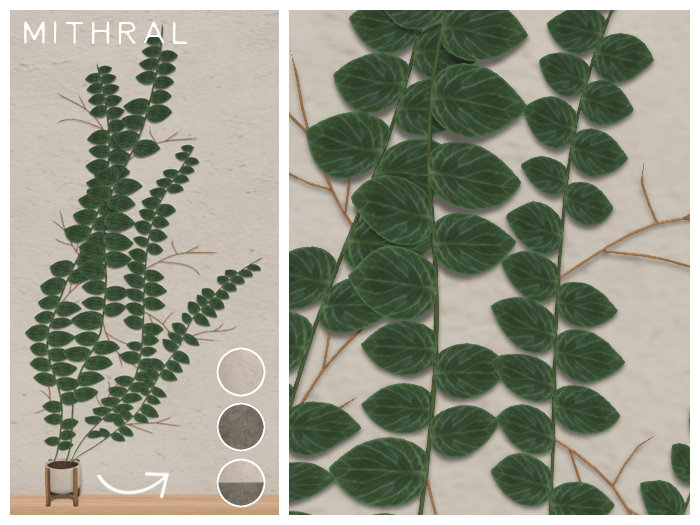 Mithral * Rhaphidophora Cryptantha Fat Pack