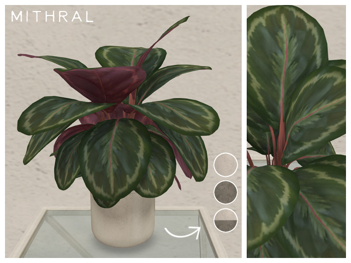 Mithral * Calathea Medallion Fat Pack