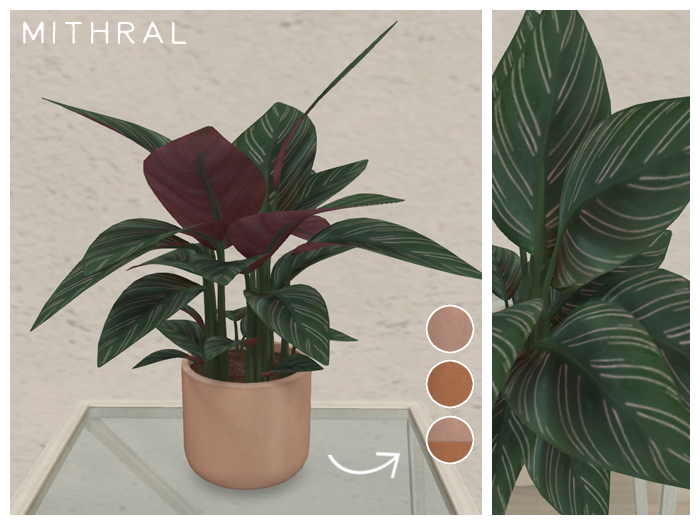 Mithral * Calathea Pinstripe (Pack B)