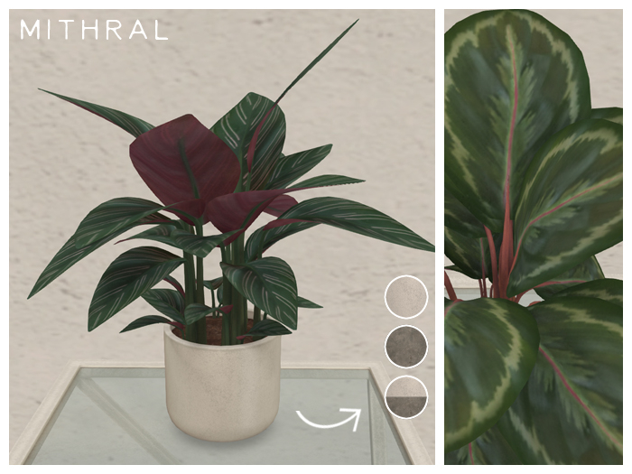 Mithral * Calathea Pinstripe Fat Pack
