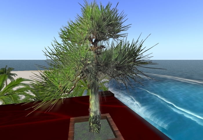 Japanese Black Pine Bonsai Tree + Wood Pot