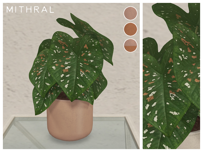 Mithral * Caladium Florida Clown (Pack B)