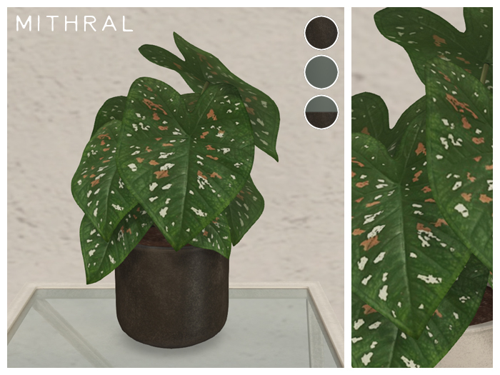 Mithral * Caladium Florida Clown (Pack C)
