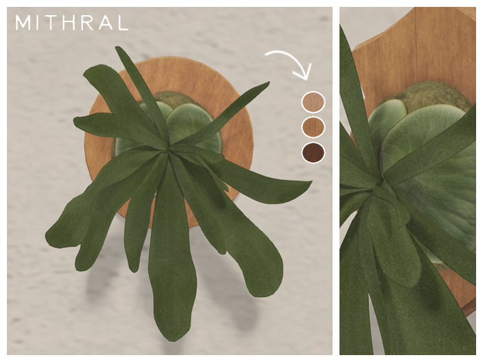 Mithral * Mounted Staghorn Fern Fat Pack