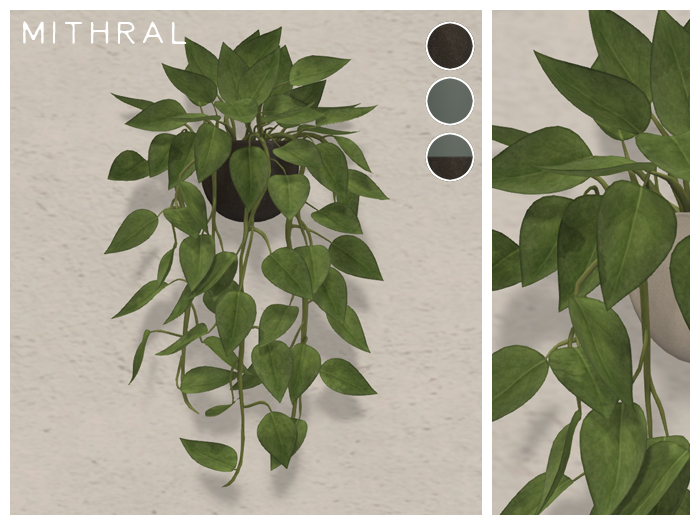 zz plant light requirements ZZ Plant main image 1
