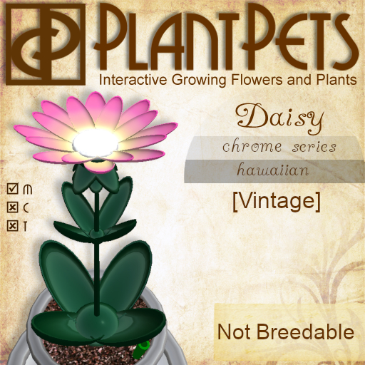 PlantPet Seed [Daisy *Hawaiian*] (RARE VINTAGE)