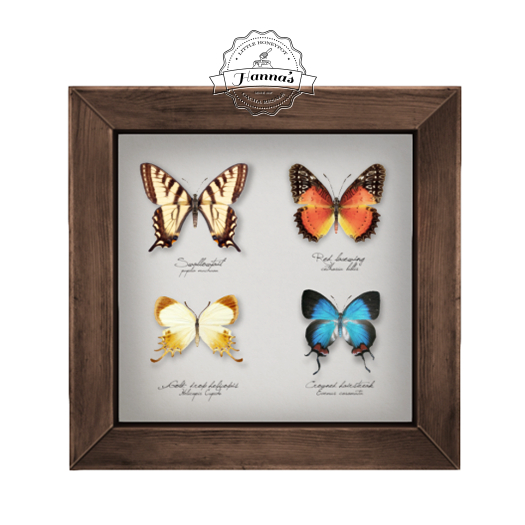 12.erratic / coc - assorted butterflies frame