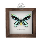 11.erratic / coc - queen alexandra's birdwing butterfly frame