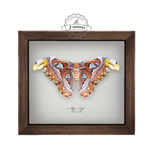 10.erratic / coc - atlas moth frame