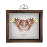 10.erratic / coc - atlas moth frame
