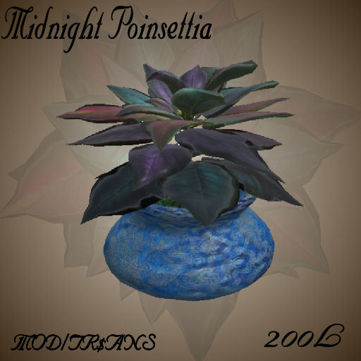 Midnight Poinsettia