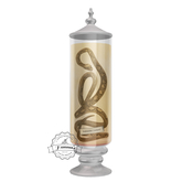 5.erratic / coc - snake specimen