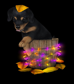 JIAN Spoiled Rotties 7. Leaves & Lights BOX