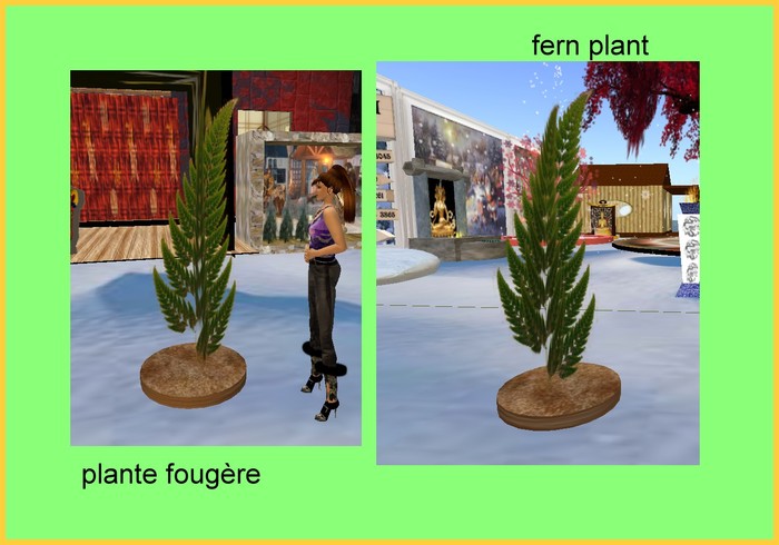 fougère en pot,fern with pot