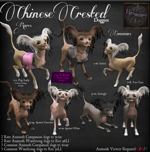 2. *HEXtraordinary* Chinese Crested - Pup Lady Companion RARE