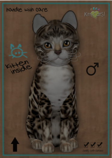 KittyCatS Box - Bengal - Tawny