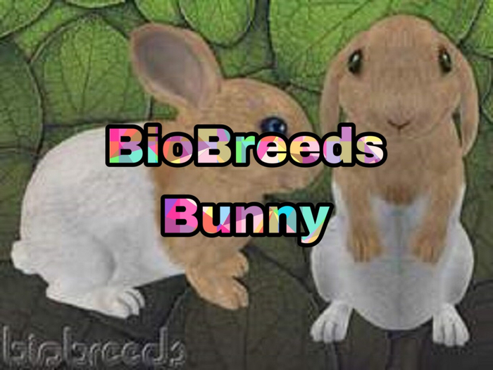 Biobreeds Bunny texture
