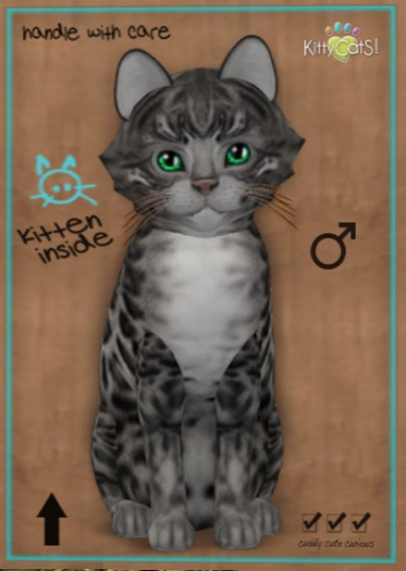 KittyCatS Box - New Born Kitten