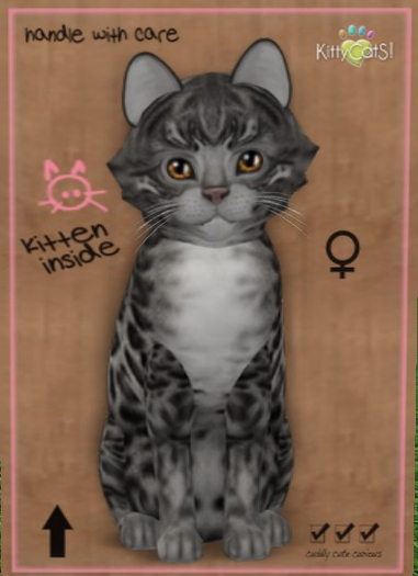 KittyCatS Box - New Born Kitten