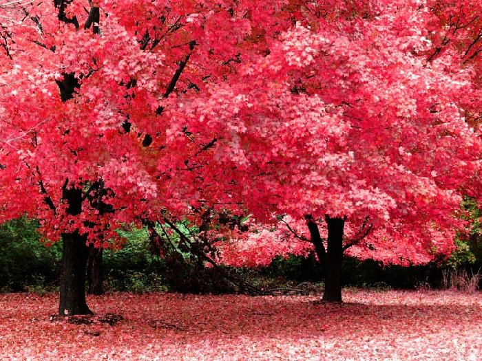 Texture background "Autumn landscape"