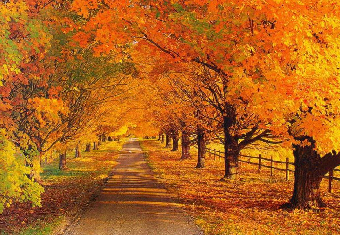 Texture background "Autumn Park"