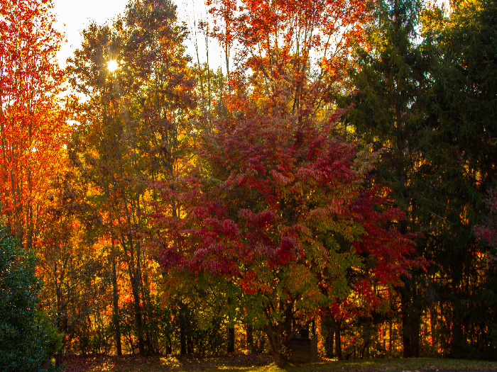 Texture background "Autumn forest"