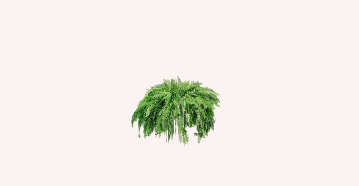 Fern