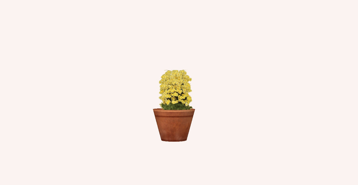 Flowers - Potted Chamomile