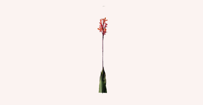 Olympias Tall Red Flower