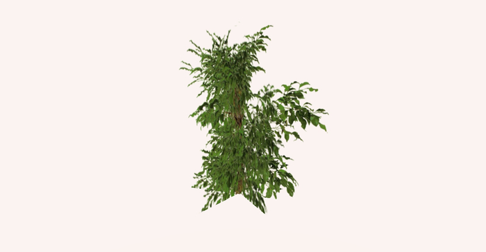 Tree - Fig