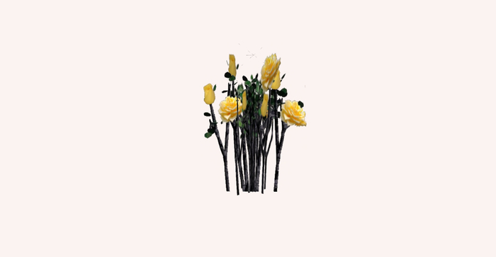 Yellow Roses