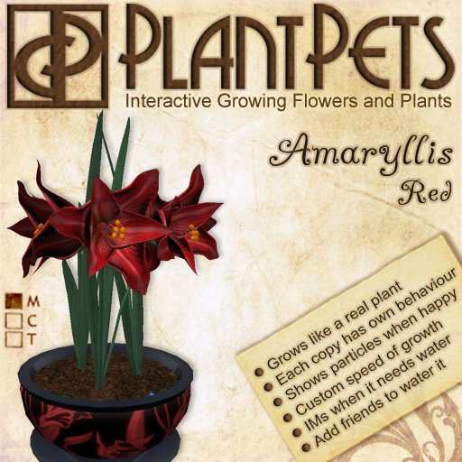 PlantPet Seed [Amaryllis *Big Red*]