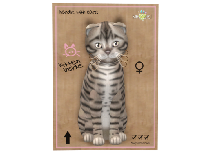 KittyCatS Box - 8T - F - Toyger - Blue