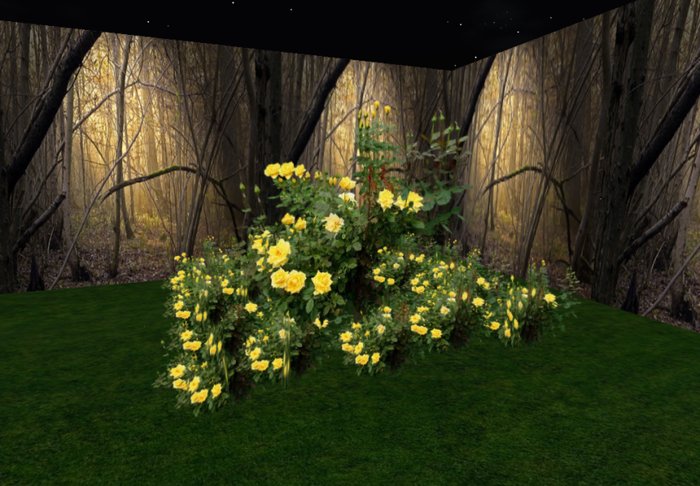 rose bush yellow 4 huge