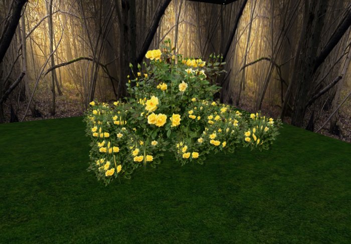 rose bush yellow 3 huge