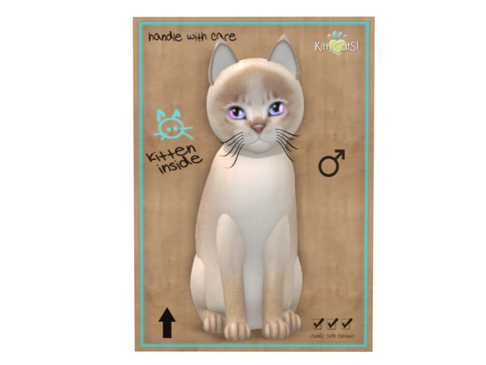 KittyCatS Box - 7T - M - Abyssinian - Lilac