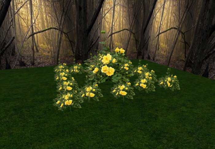 rose bush yellow 1 huge