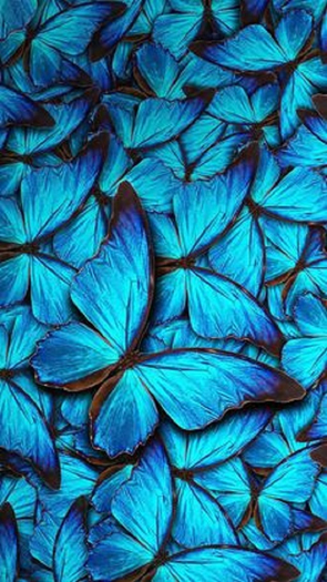 mariposas azules