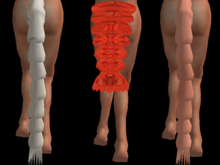 Strange Tails (1 li only)