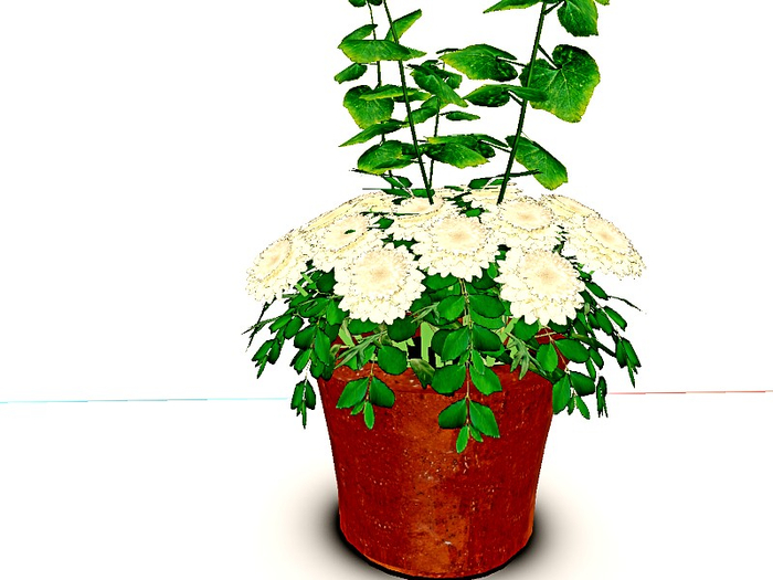 [AE] Garden Store-White Chrysanthemum Patch