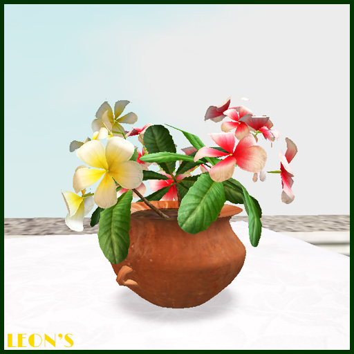Primula in terracotta Pot - MESH